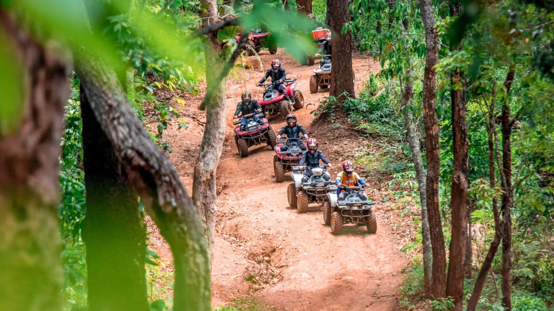 Row of quads heading down a dirt road through the forest, seen between the tree trunks