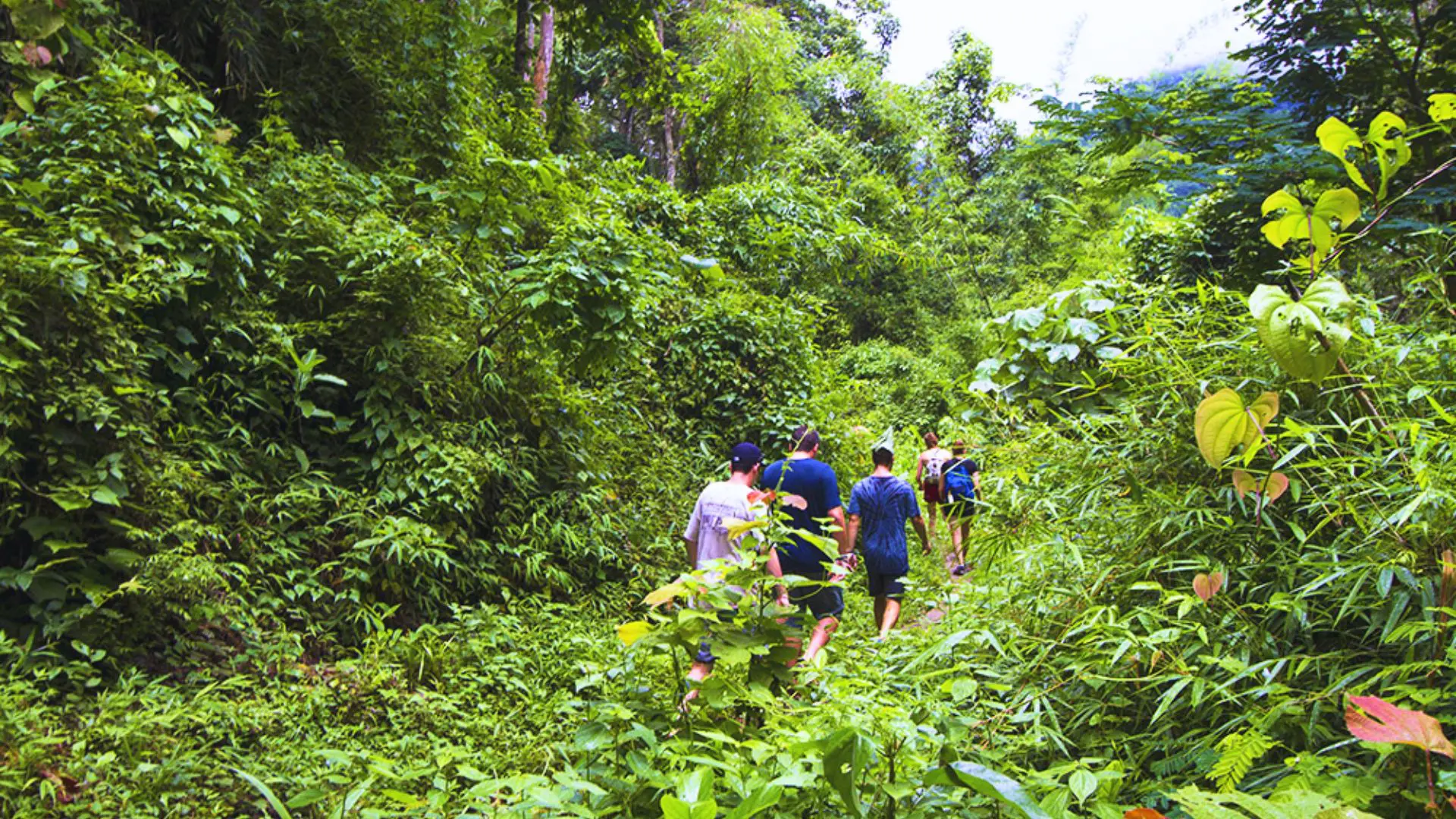 jungle