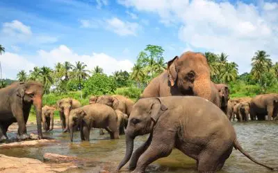 SANTUARIO DE ELEFANTES JUNGLE PHUKET MEDIA JORNADA 🐘 (EL ORIGINAL)