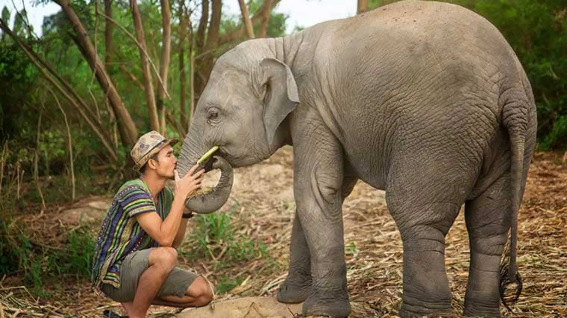Pandaphuket2 (1) Um jovem de chapéu e camisa às riscas, de cócoras, beija a tromba de um elefante pequeno que mastiga uma cana
