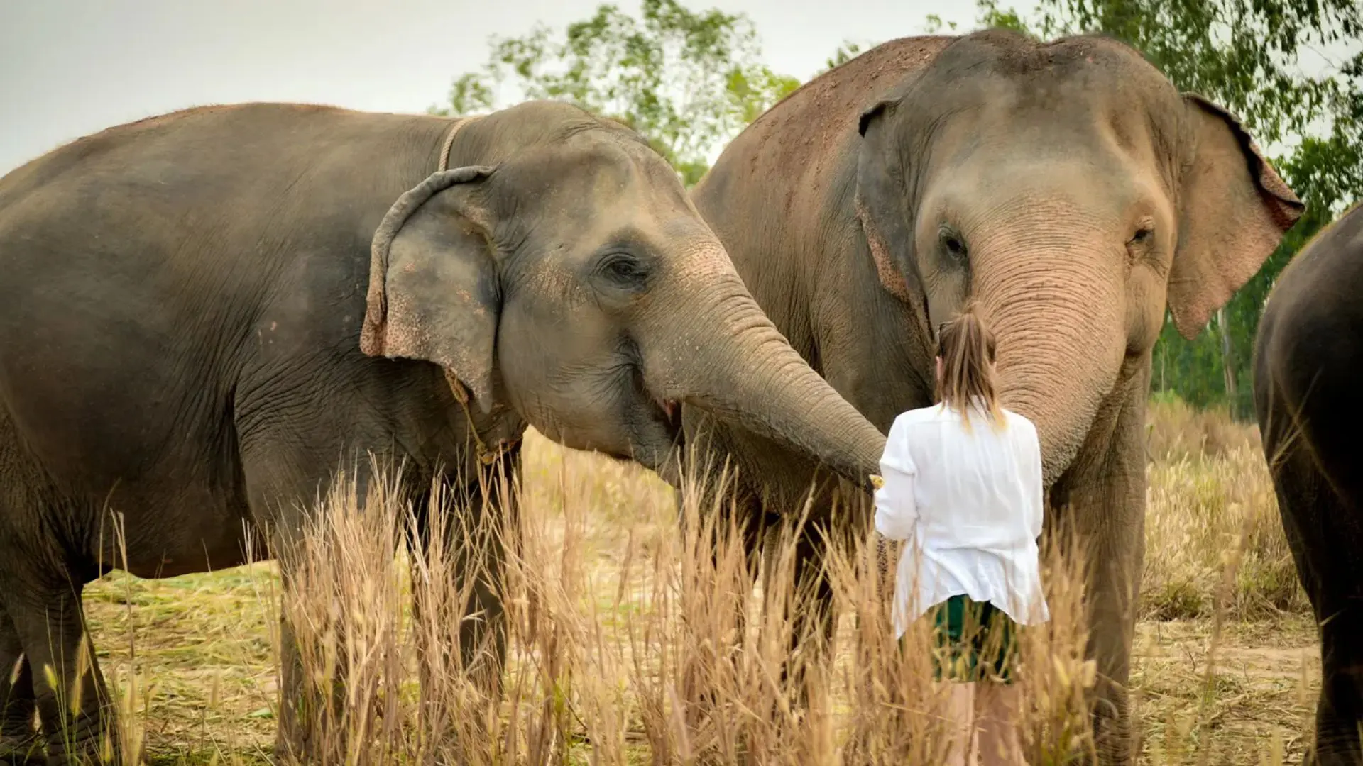 Pandaphuket2 phuket elephant sanctuary