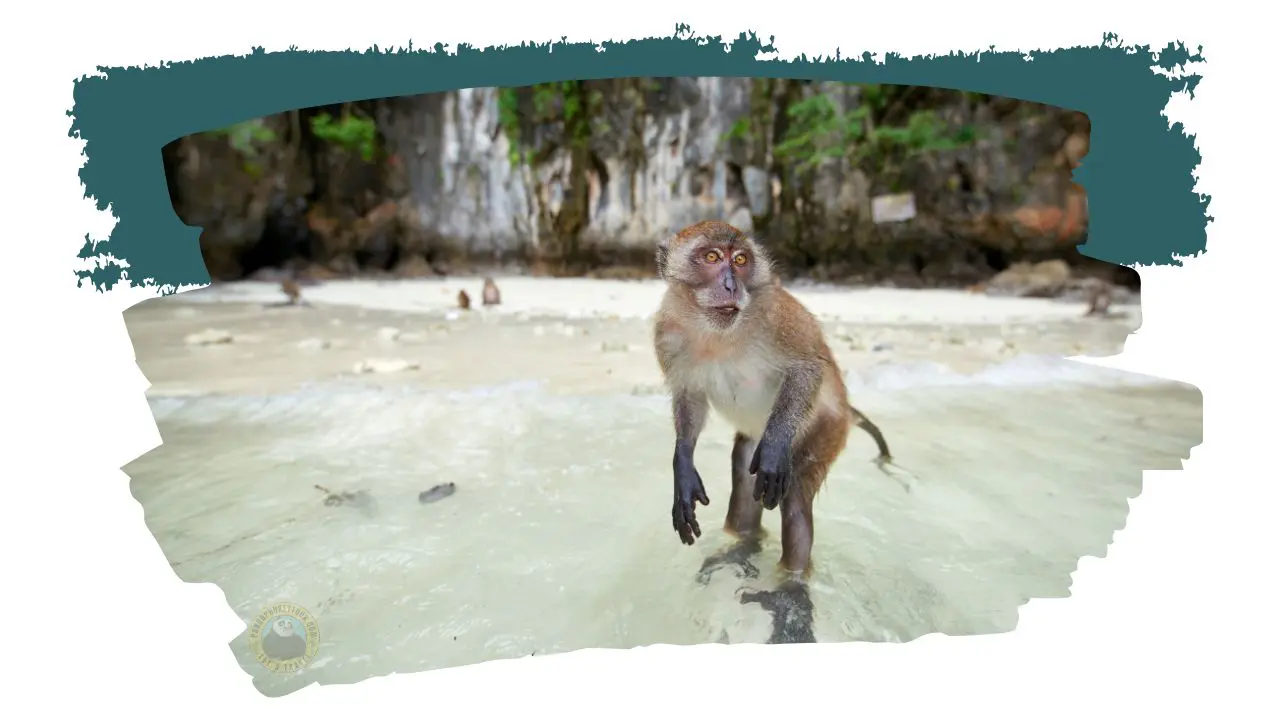 Macaco de cola larga en la orilla de una playa, con otros monos al fondo junto al acantilado