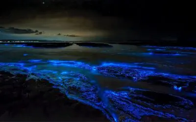 Plancton bioluminiscente en una playa de Krabi