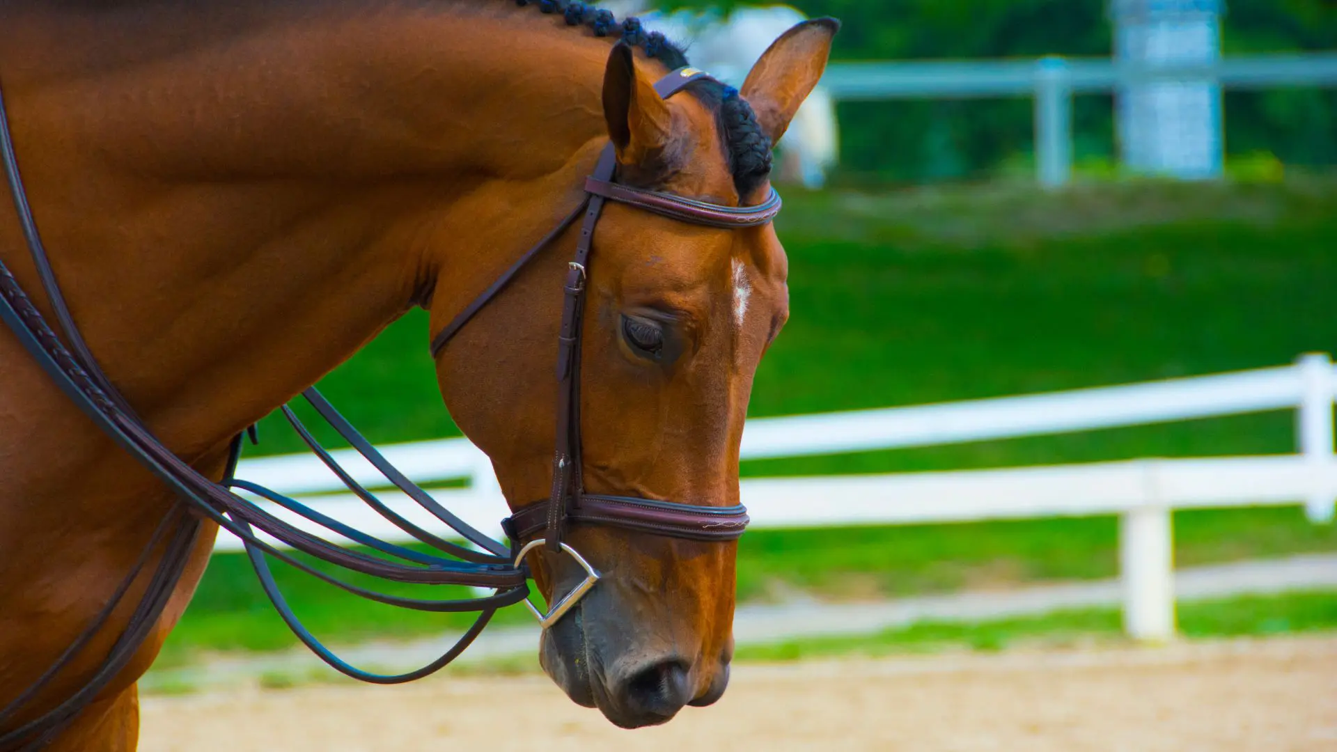 Andar a cavalo em Phuket Grande plano da cabeça de um cavalo castanho com brida numa pista de areia com vedação branca