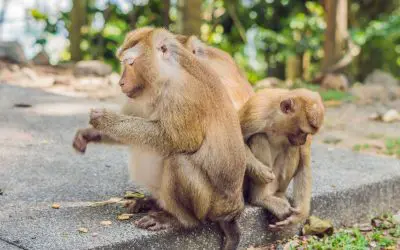 Macacos no miradouro de Phuket