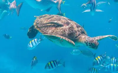 Tortuga marina haciendo snorkel en las islas Similan