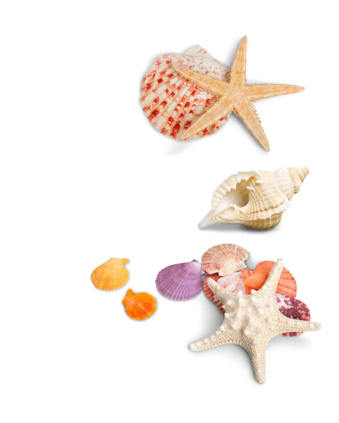Conchas de colores, una de rayas rojas y vieiras moradas y naranjas, con dos estrellas de mar sobre fondo blanco