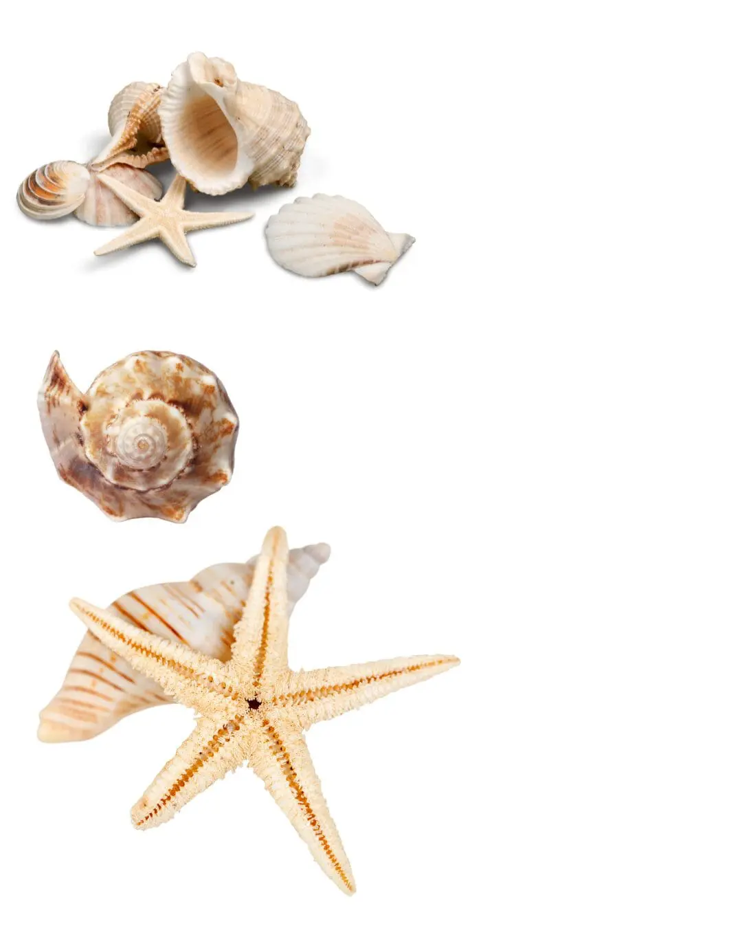 Adorno de caracolas, vieiras y estrellas de mar en tonos crema sobre fondo blanco