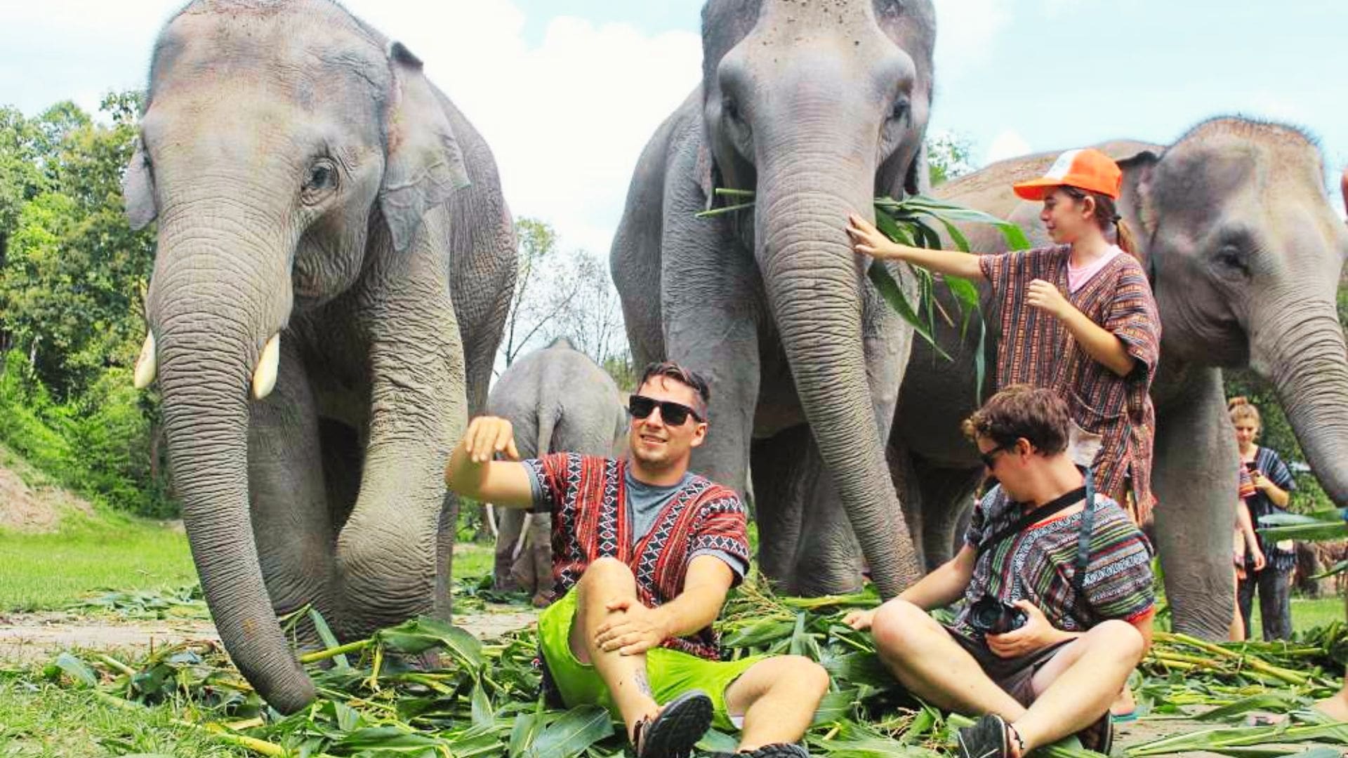 éléphants éléphants