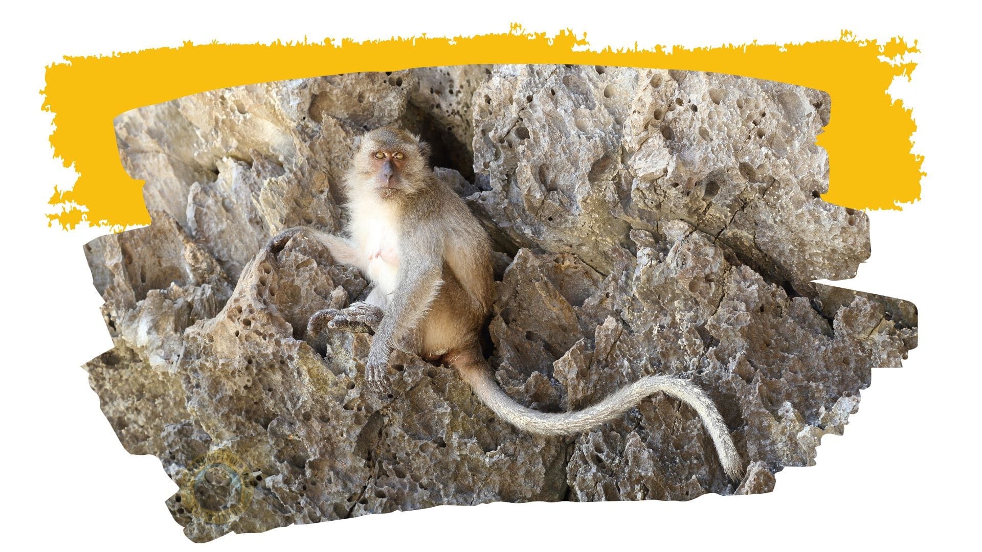 MONKEY BAY EN PHI PHI