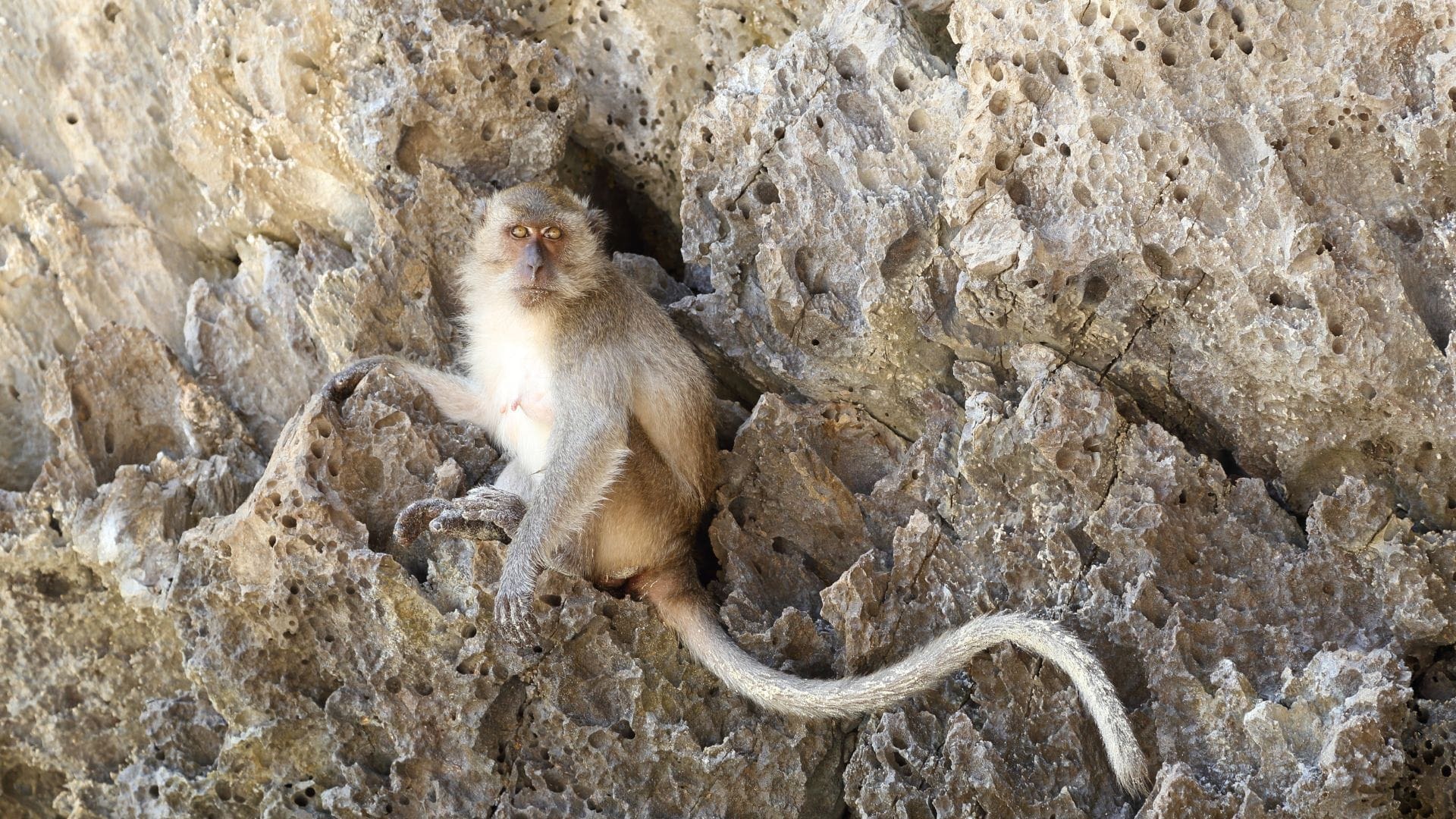 Monkey Bay en Phi Phi (2) nemo