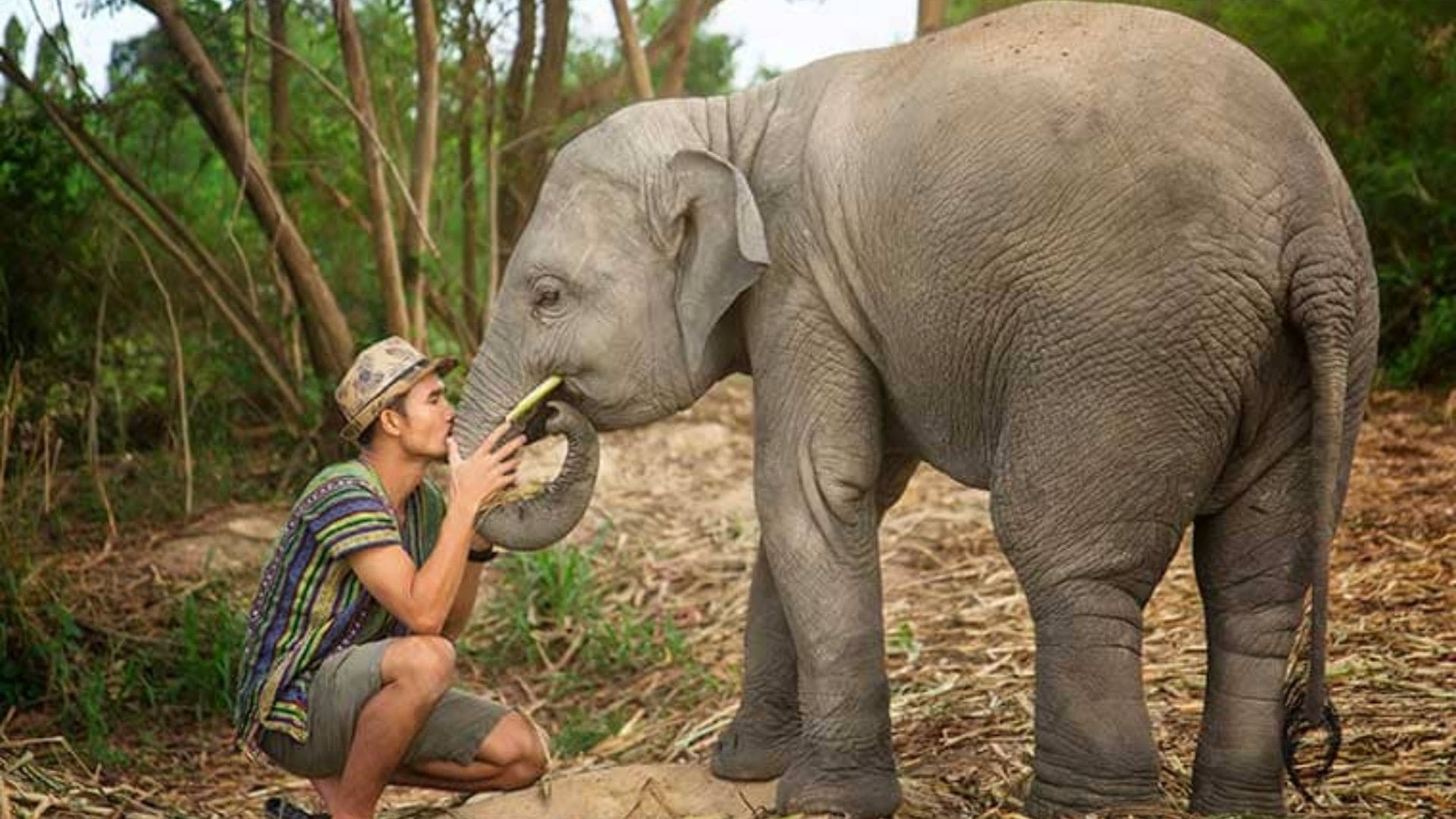 elefante