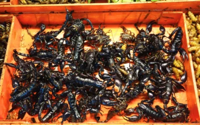 ONDE COMER INSETOS EM PHUKET?